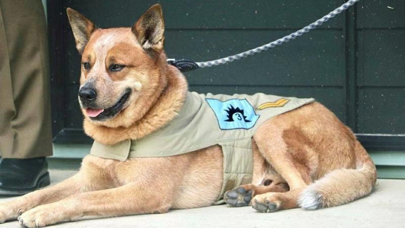 Mascot of the 3rd Combat Service Support Battalion Corporal Toby Tebiass. Photo: Sergeant Gayle Walkom