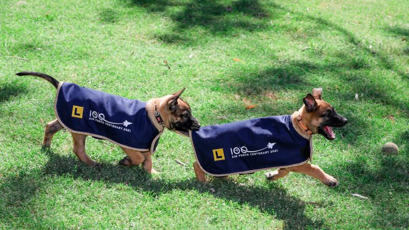 Puppies Radar and Roma, in their new Air Force Centenary 2021 jackets, play at the RAAF Security and Fire School. Photo: Corporal Nicci Freeman