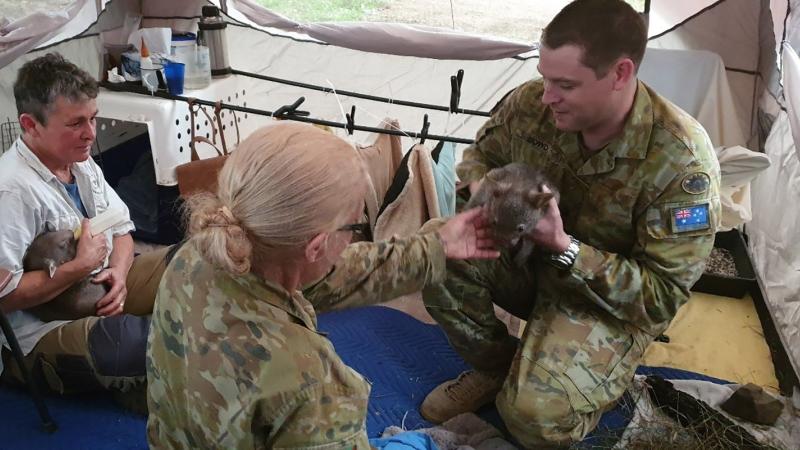 A wildlife carer volunteer, left, Sergeant Wendie Sparks and Lieutenant Colonel Reuben Bowd spend time with young wombats being cared for at the evacuation centre in Bega during Operation Bushfire Assist. 