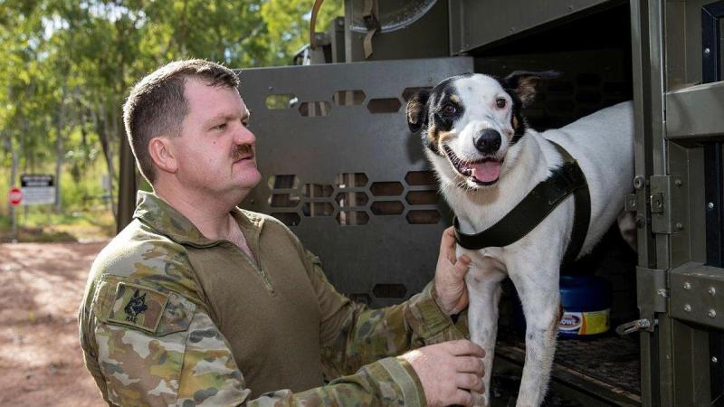 Explosive Detection Dog, Cheese, of the 1st Combat Engineer Regiment, and his handler Sapper Luke Saxton prepare for a search task during training at Kangaroo Flats Training Area, NT. Photo: Corporal Rodrigo Villablanca 