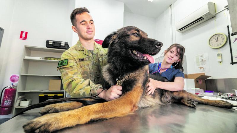 Arin Collins, from Companion Animal Health Centre, checks Military Working Dog Ulf of No. 3 Security Forces Squadron as Handler Aircraftman Ian Kerr comforts Ulf. Photo: Leading Aircraftman Stewart Gould
