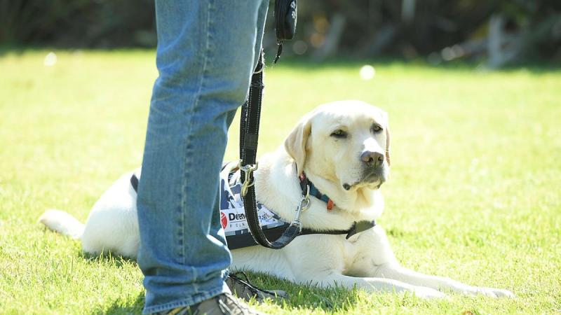 A Defence Community Dog visits Canberra to raise awareness of the Defence Community Dogs program.  