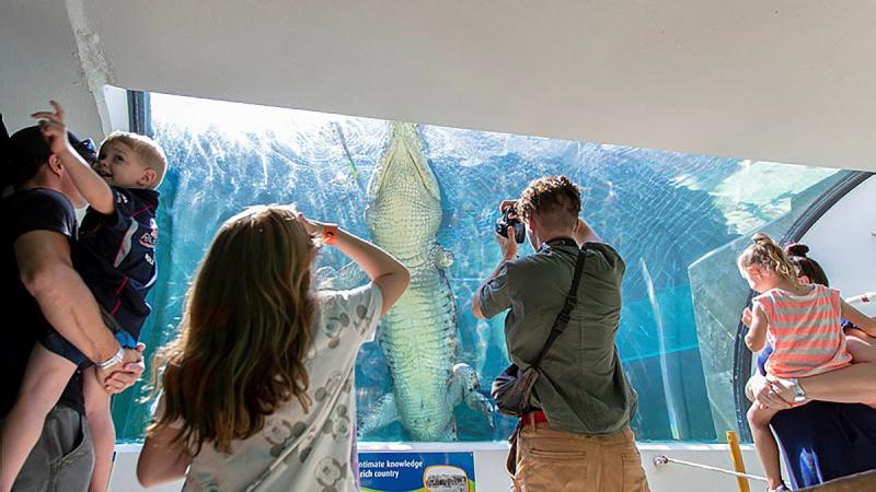 Visitors to Defence Community Organisation Crocosaurus Cove family day watch a saltwater crocodile swim laps in its tank in Darwin. Photo: Private Jacob Joseph