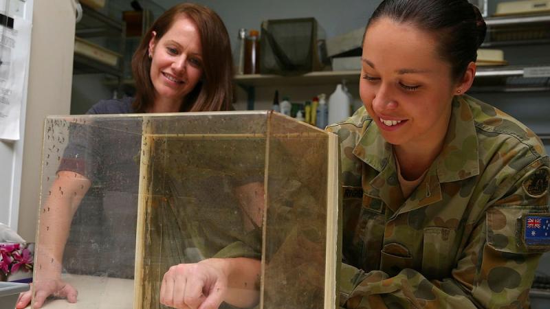 Army scientific officer Captain Lisa Rigby, right, feeds mosquitoes as part of her research.