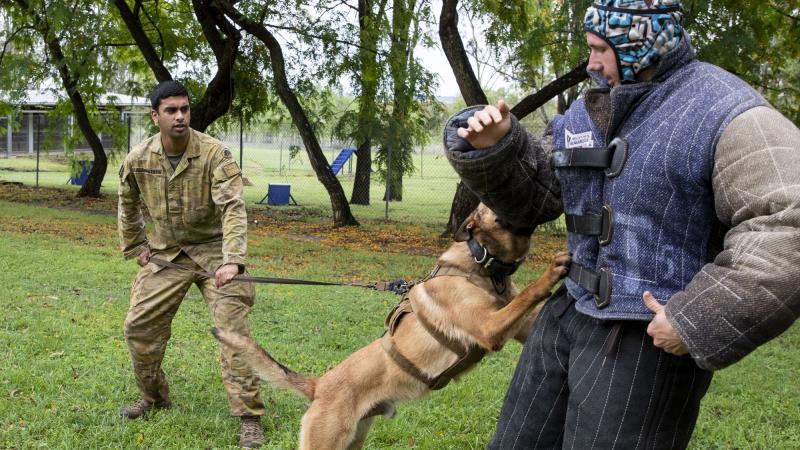 Australian Army Private Ieshan Galappaththi and Military Police Dog Buddy from the 1st Military Police Battalion conduct apprehension training at RAAF Security and Fire School, RAAF Base Amberley, Queensland. Photos: Leading Aircraftwoman Emma Schwenke