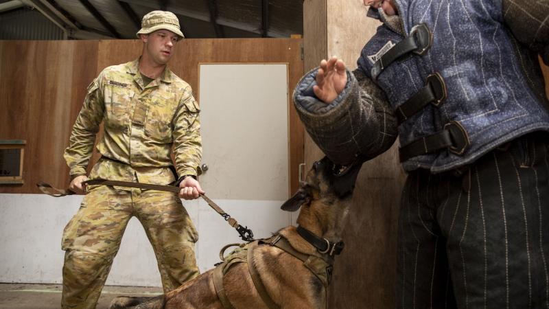 Private Carson Gardiner and Military Police Dog Petra from the 1st Military Police Battalion conduct a building clearance exercise at RAAF Security and Fire School, RAAF Base Amberley, Queensland. Photo: Leading Aircraftwoman Emma Schwenke