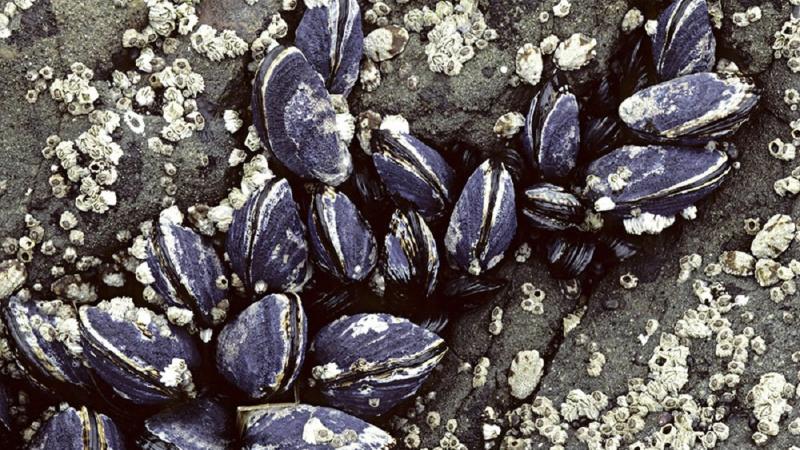 An adhesive inspired by marine molluscs was one of the promising joining innovations that has emerged from a competition.