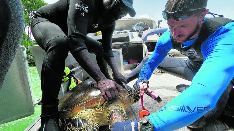 Able Seaman Ned Dibella takes measurements of a green sea turtle while taking part in a turtle conservation project.