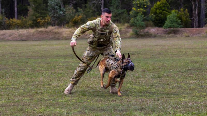 Private Stephen Kennedy and military police dog Razor demonstrating a muzzle strike as one of their capabilities. Photos: Captain Thomas Kaye