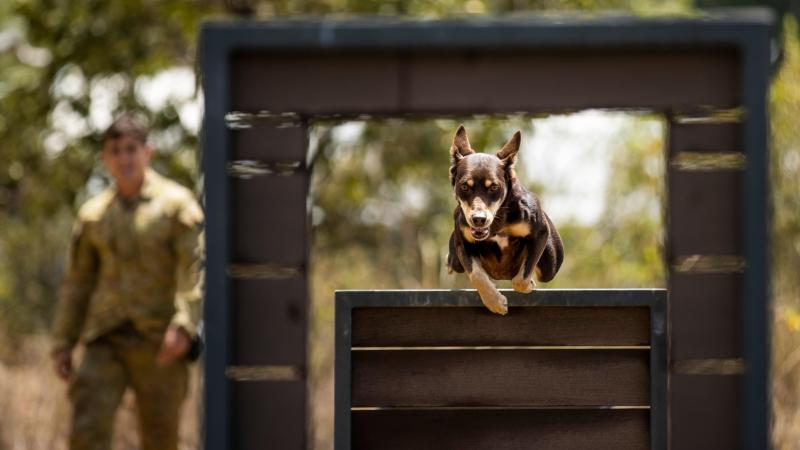 Explosive detection dog Archie from the 3rd Combat Engineer Regiment undergoes agility training at Lavarack Barracks, Townsville. Photo: Bombardier Guy Sadler