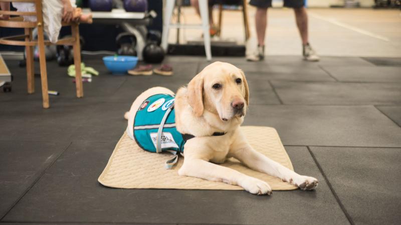 Integra’s trained assistance dog, Nelson. Photos: Brain Tait