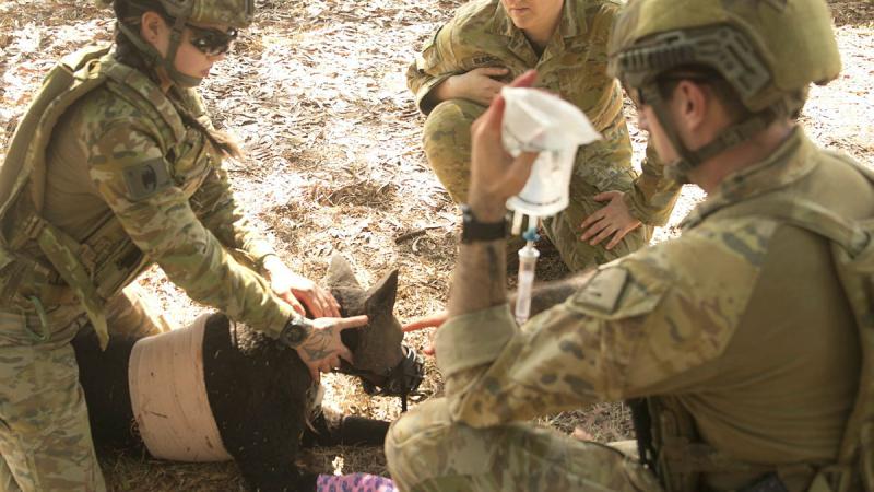 Army sappers from the 1st Combat Engineer Regiment and medics from the 1st Health Battalion practice critical first Aid skills on the robotic training dog, Diesel during Canine Tactical Combat Casualty Care training. 