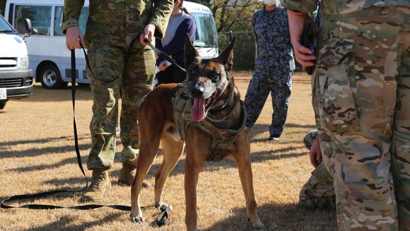 RAAF Military Working Dog (MWD), Zlo, during the Trilateral Security Force Subject Matter Expert Exchange at Iruma Air Base in Japan.