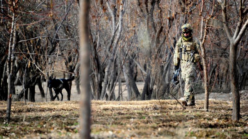 Sapper Ian Moss and his explosive detection dog Flo Joe, carefully make their way across a field in search of improvised explosive devices in Afghanistan in 2012.