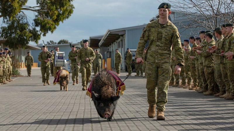 Pig mascots William and Elizabeth are farewelled by the 7th Battalion, Royal Australian Regiment at RAAF Base Edinburgh. 