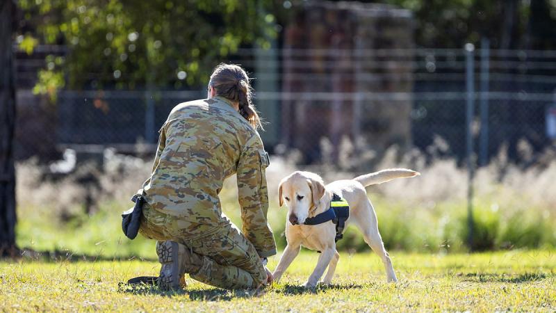Sapper Shanee Gelhaar plays with her explosive detection dog in the Holsworthy Training Area, Sydney during their dog handling training course. 