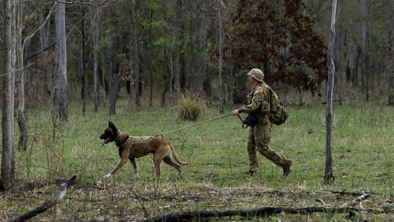 Corporal Jessica Carey with military working dog, Slipper, undertake navigation-training exercise.
