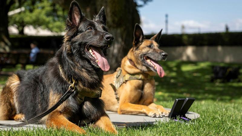 Retired Australian Army combat assault dogs Aslan, left, and Manic, of the 2nd Commando Regiment, receive the inaugural Australian Animal Distinguished Service Award at the Australian War Memorial.