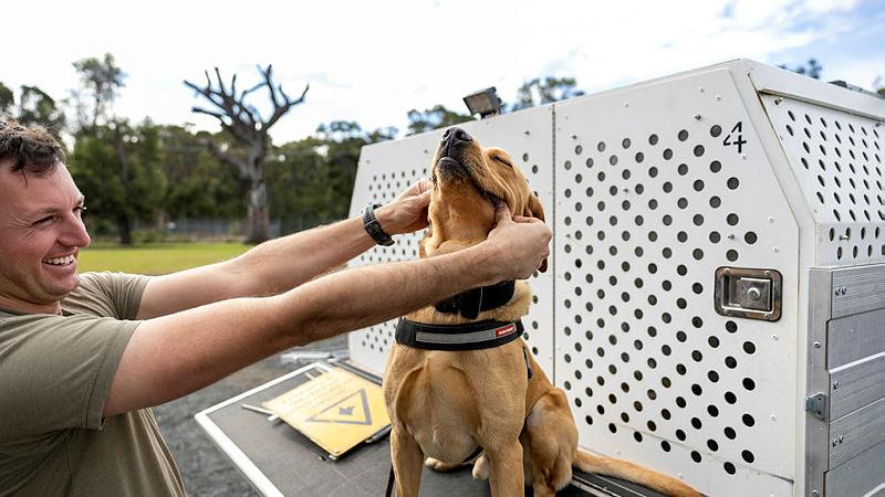 Sapper Dean Purcell and explosive detection dog Ledge before a morning run at the School of Military Engineering at Holsworthy.