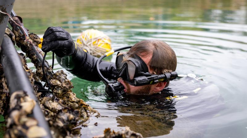 A Royal Australian Navy clearance diver prepares a subsurface improvised explosive device for disposal as part of a training scenario at Gladstone Marina during Exercise Talisman Sabre 25.