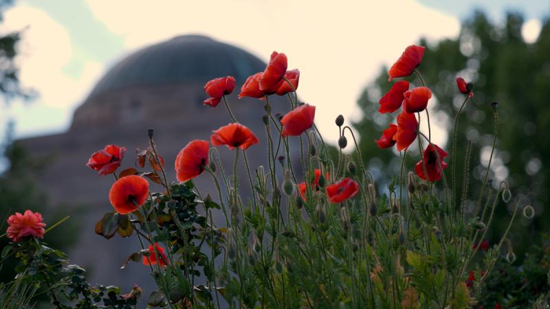 Poppies in front of the Australian War Memorial, Canberra.