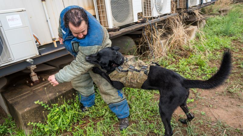 A decoy engages a military working dog during training.