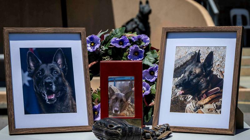 Three framed pictures of a dog sit on a table with a leather muzzle.
