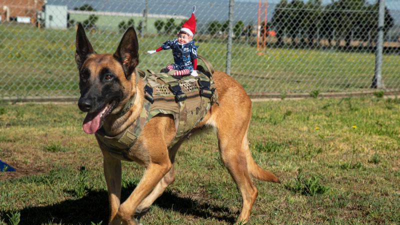 A toy elf riding on the back of a German Shepherd-like dog.