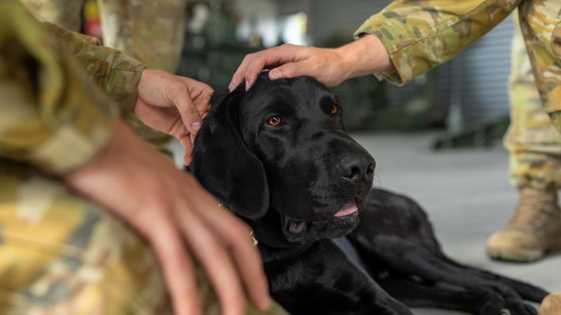 A close up of Quinley the labrador getting getting past from soldiers