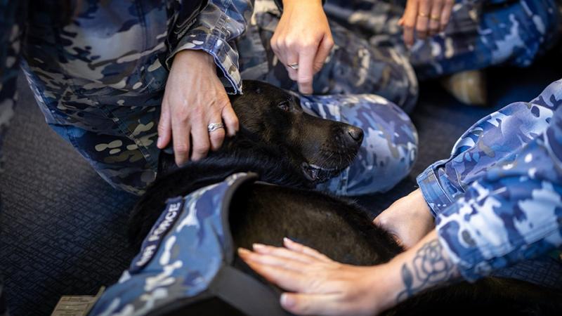 A working dog receives love and pats from military personnel.